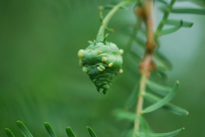 Metasequoia glyptostroboides - metasekvoje čínská - zrající plod